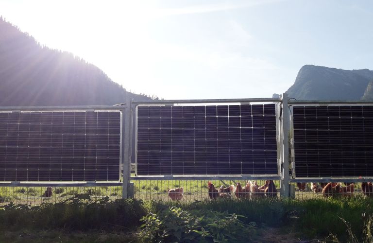 Next2Sun Solarzaun in der Landwirtschaft mit Weideintegration